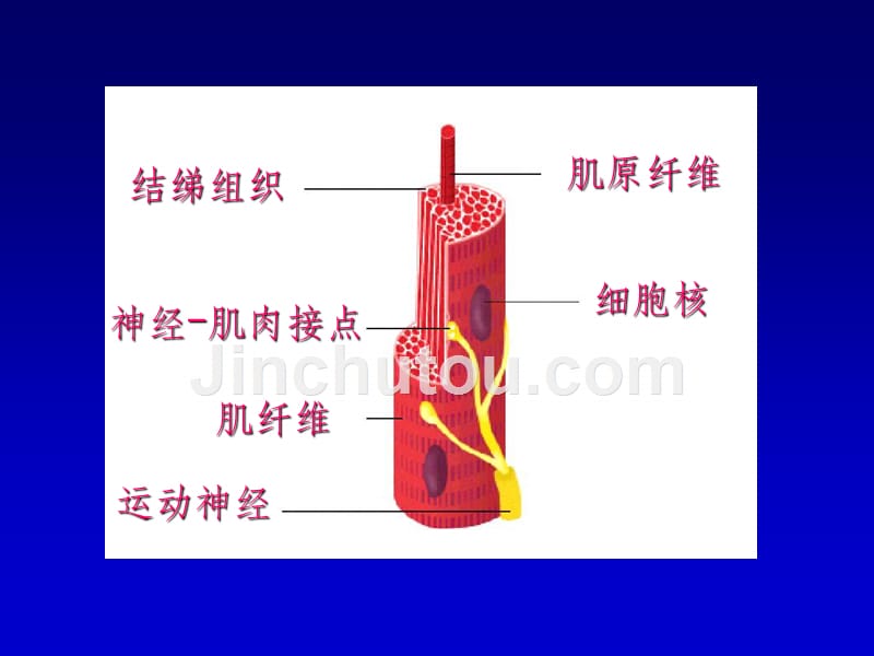 生理学——骨骼肌的收缩功能ppt课件_第4页