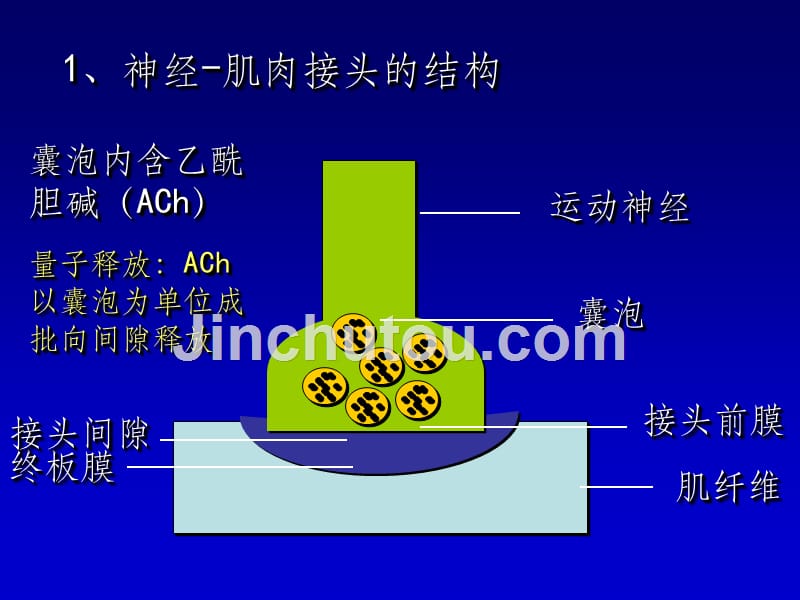 生理学——骨骼肌的收缩功能ppt课件_第5页