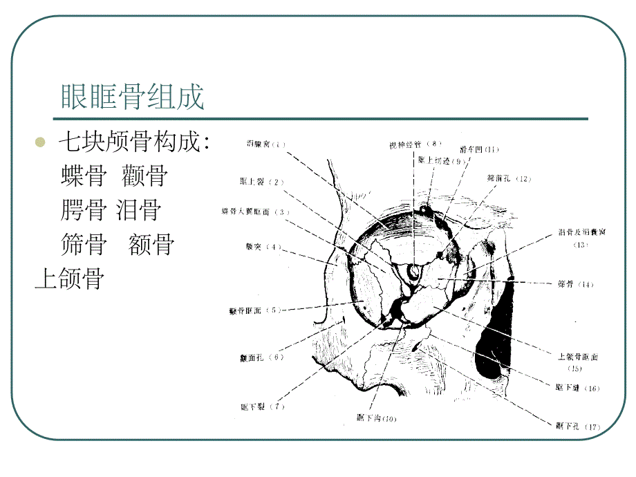 眼外肌解剖ppt课件_第3页