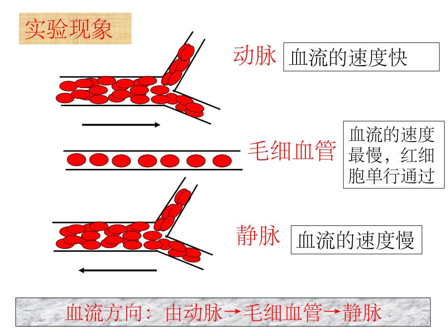 血流的管道—-—血管ppt课件_第4页