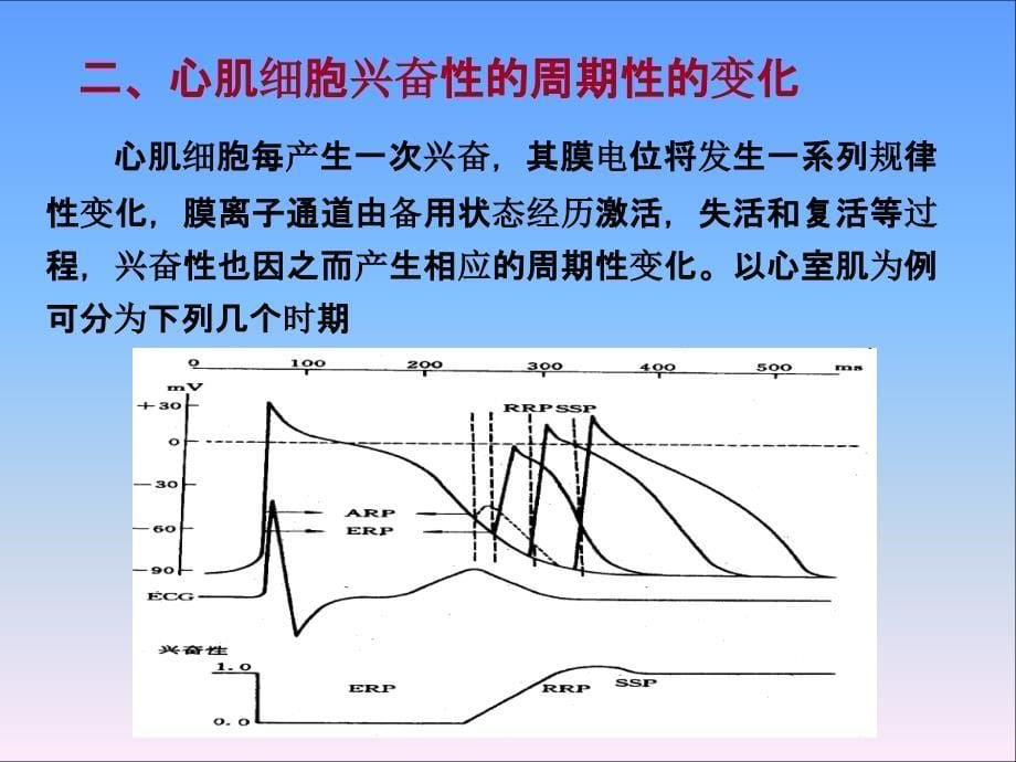 心肌电生理特性ppt课件_第5页