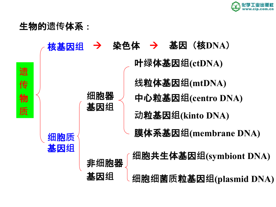 第11章 细胞质遗传ppt课件_第4页