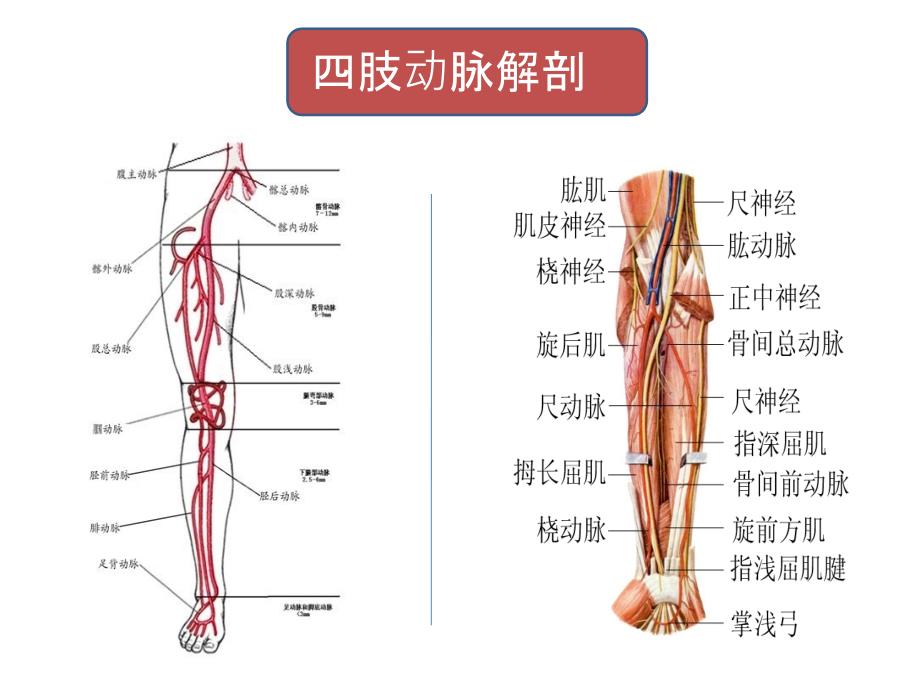 周围血管科体格检查ppt课件_第3页