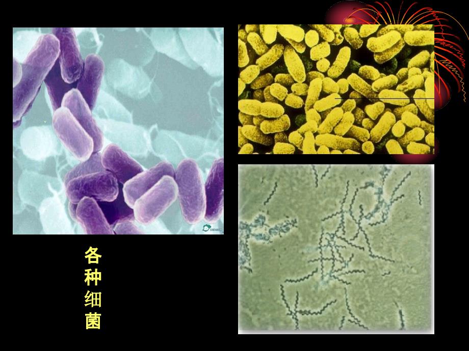 人教版教学09评优课--必修3-免疫调节ppt课件_第4页