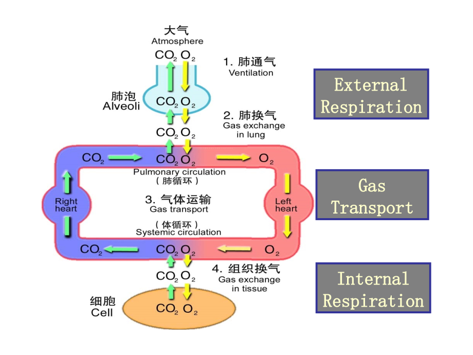 第八版病理生理学 第十四章 肺功能不全ppt课件_第2页