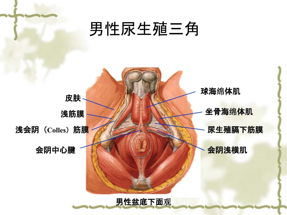 男性会阴结构ppt课件_第1页