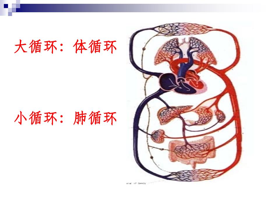 心脏血管解剖ppt课件_第2页