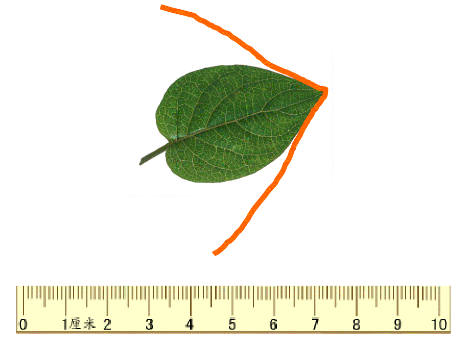 人教版三年级数学上册《认识周长》课件、北师大《小数除法》复习_第4页