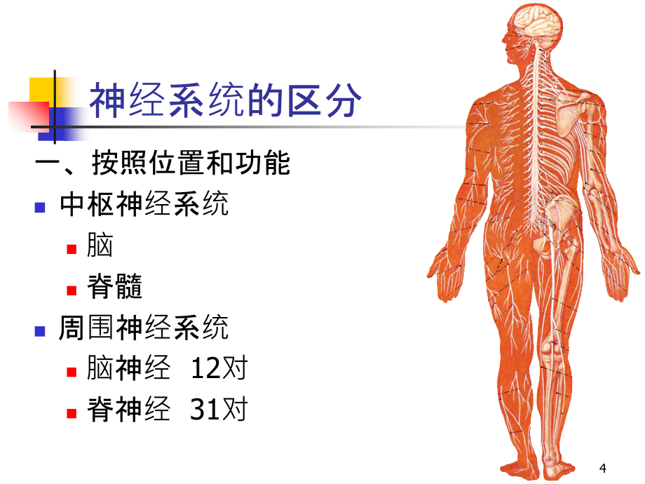 周围神经系统解剖与功能ppt课件_第4页