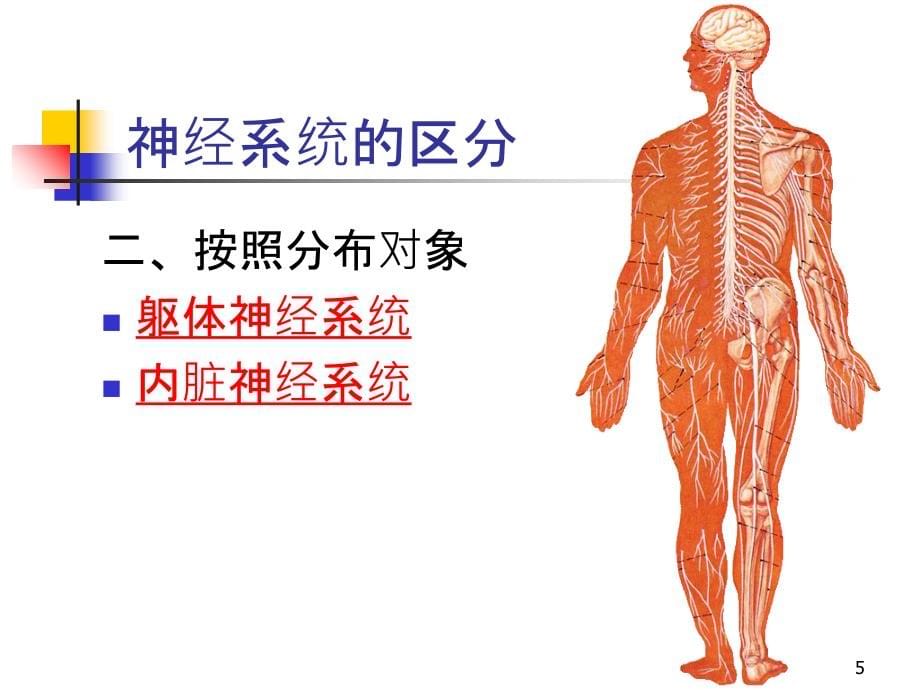 周围神经系统解剖与功能ppt课件_第5页