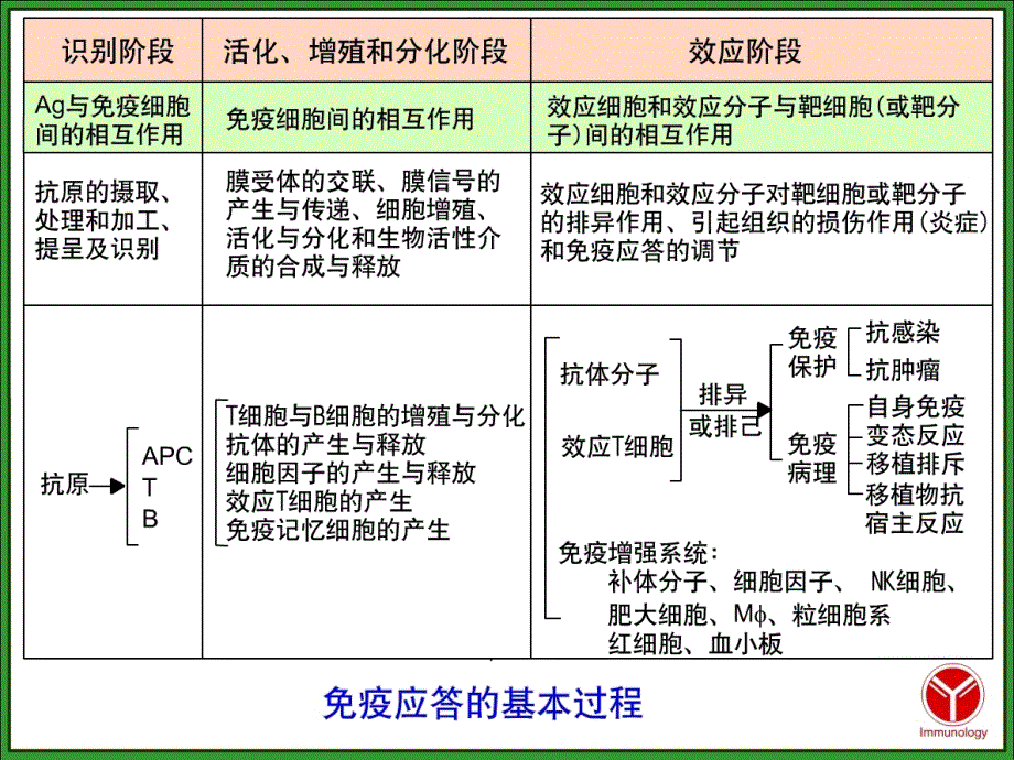 医学免疫学-T淋巴细胞介导的适应性免疫应答ppt课件_第4页