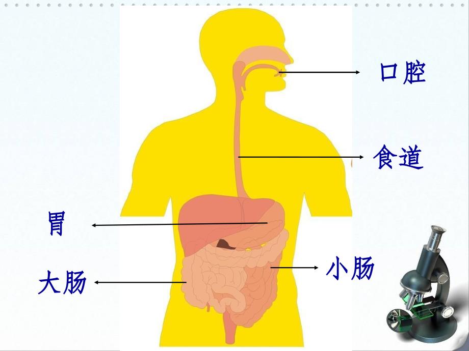 人体消化系统PPTppt课件_第3页