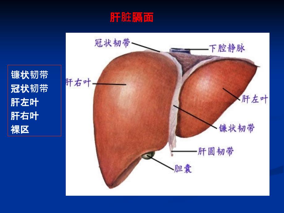 肝脏超声分叶、分段ppt课件_第3页