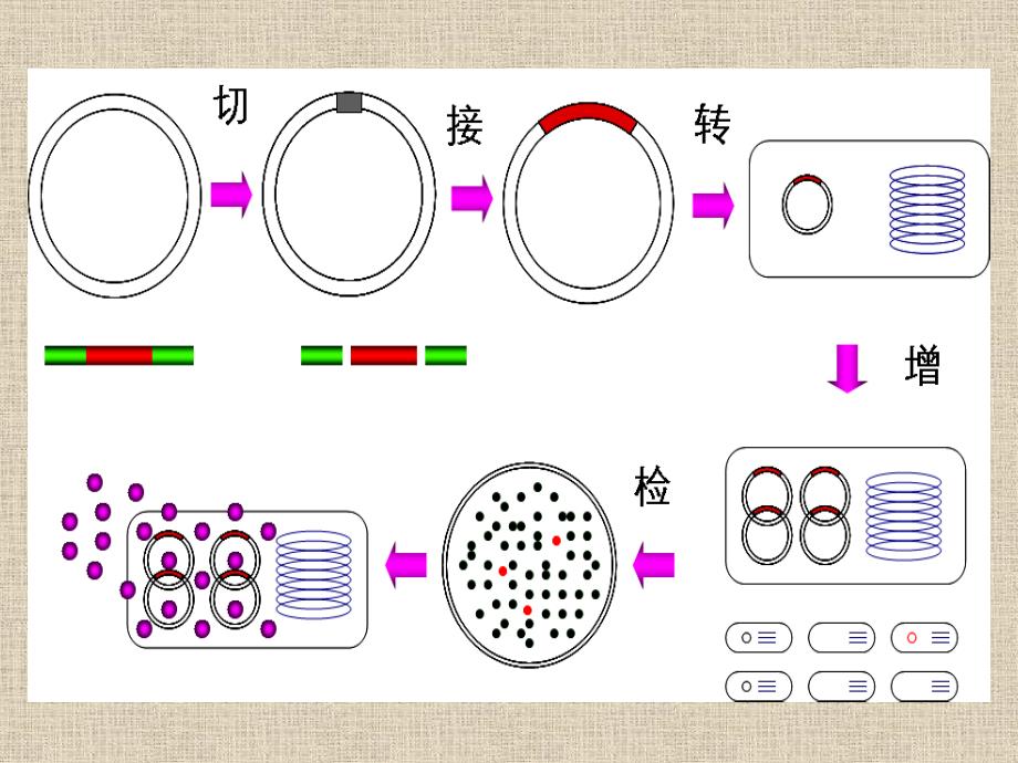 基因工程基本操作过程(目的基因与运载体结合)ppt课件_第4页