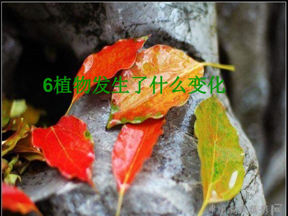 《植物发生了什么变化》课件幻灯片课件_第1页