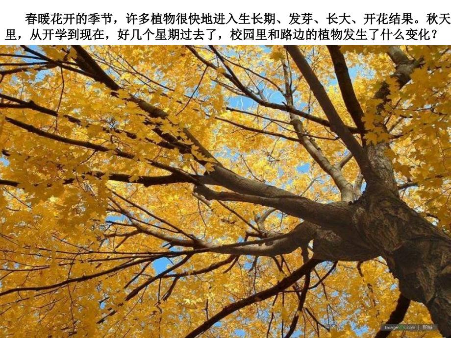 《植物发生了什么变化》课件幻灯片课件_第2页