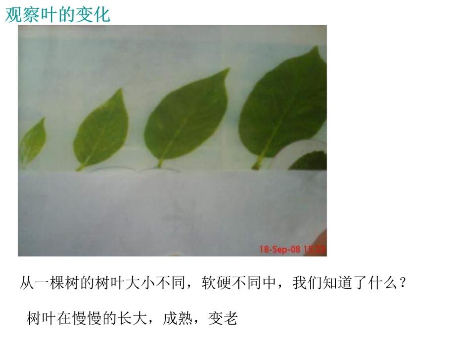 《植物发生了什么变化》课件幻灯片课件_第3页