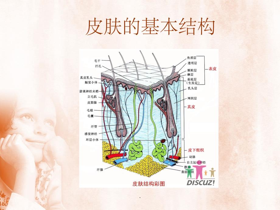 烧伤基础知识PPT课件_第4页