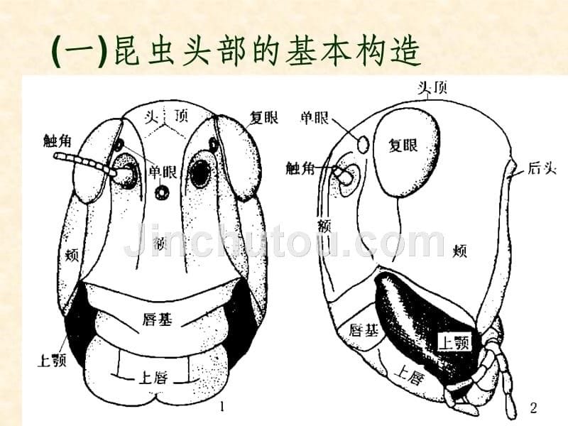 2昆虫的身体构造和功能ppt课件_第5页