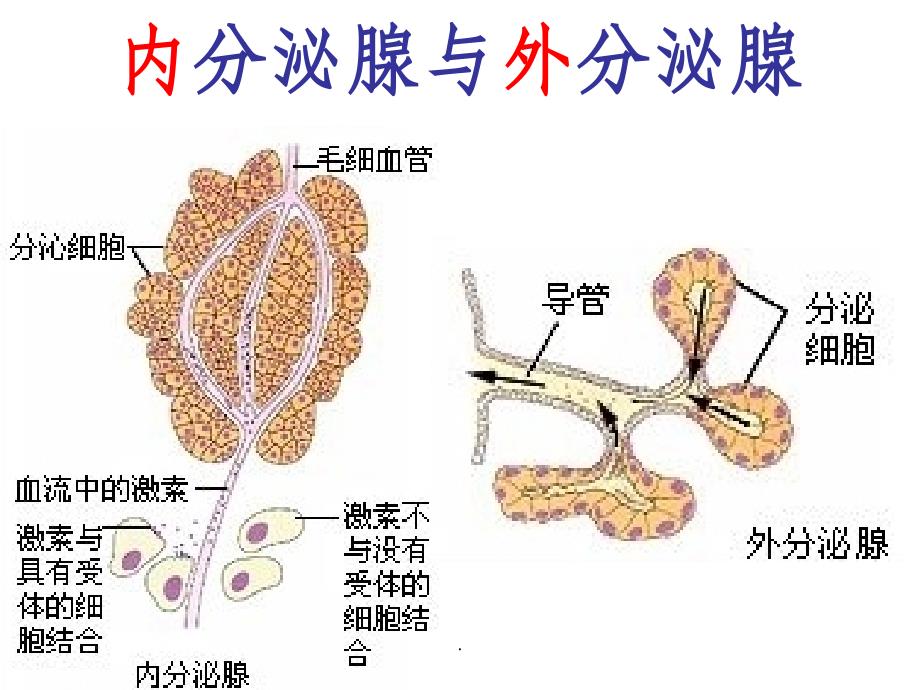 人教版七年级生物下册第六章第四节激素调节教学ppt课件_第3页