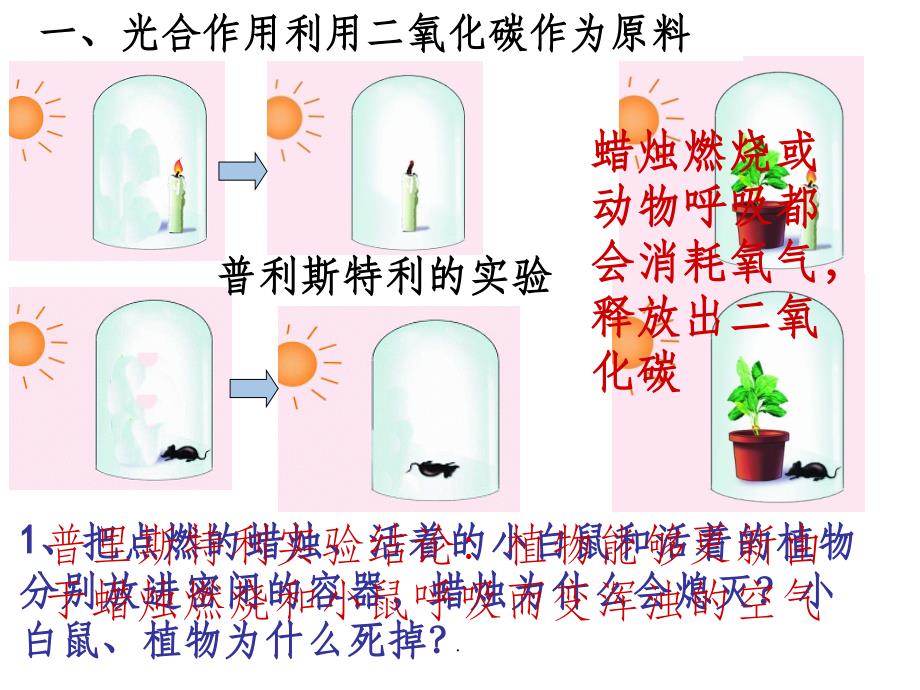 绿色植物与生物圈的碳氧平衡复习ppt课件_第2页