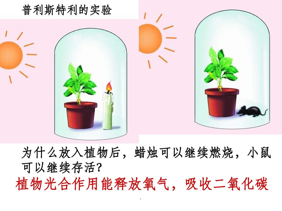 绿色植物与生物圈的碳氧平衡复习ppt课件_第3页
