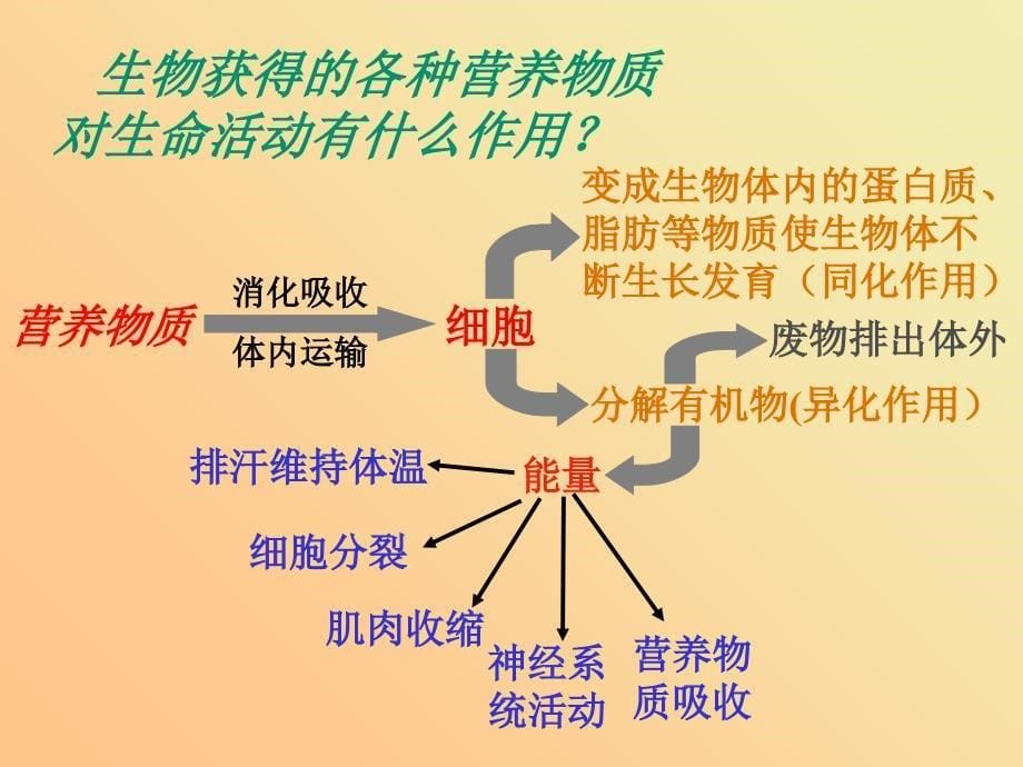 《生物的新陈代谢》_第5页