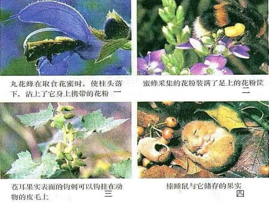 第三章---动物在生物圈中的作用教案资料_第5页