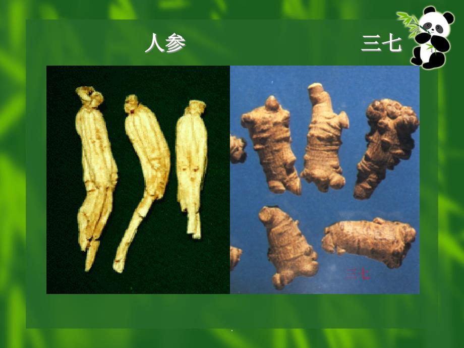 《植物学》：根_第4页