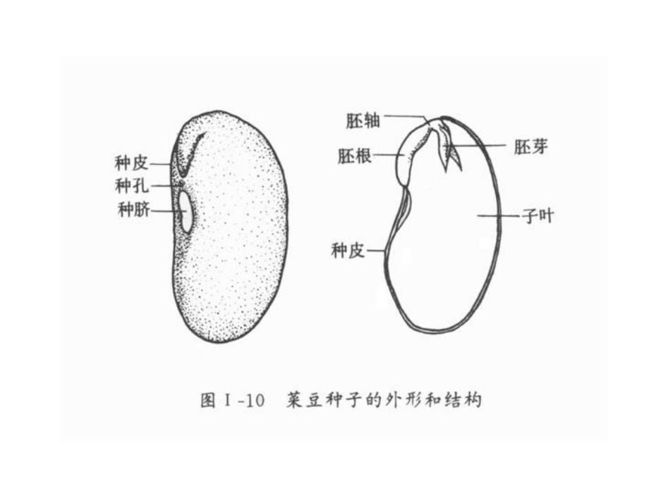 第二节种子植物讲课教案_第5页