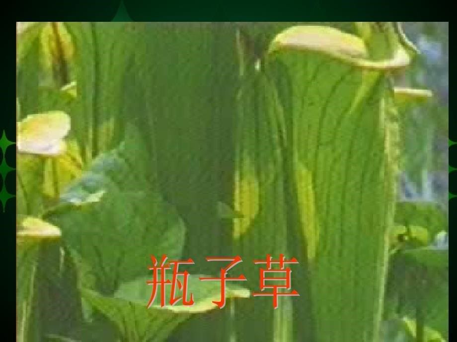 《吃虫草》_第5页