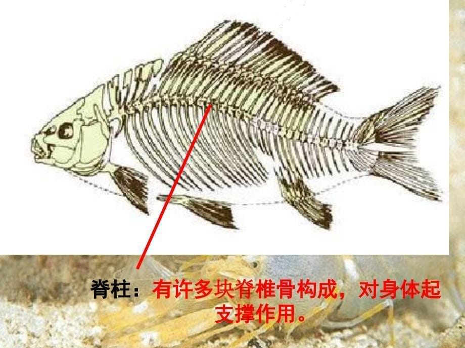 八年级生物上鱼_第5页