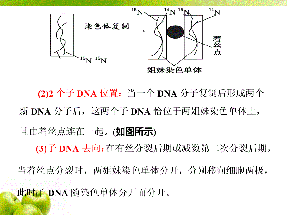 必修2第二单元第4讲 巧用图解突破DNA复制与细胞分裂中染色体标记问题_第2页