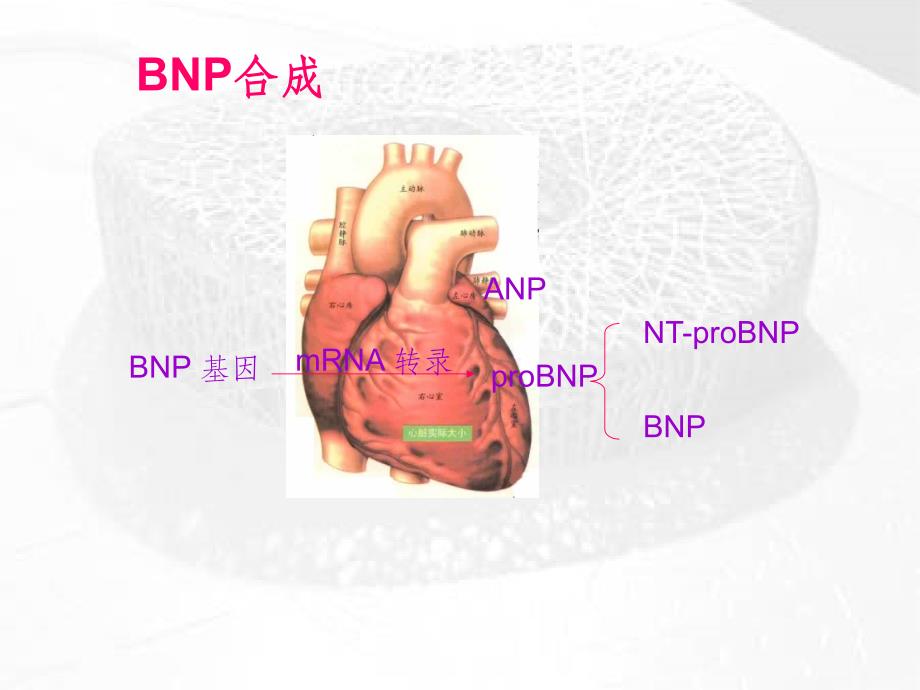 BNP及NT-proBNP的临床应用_第4页