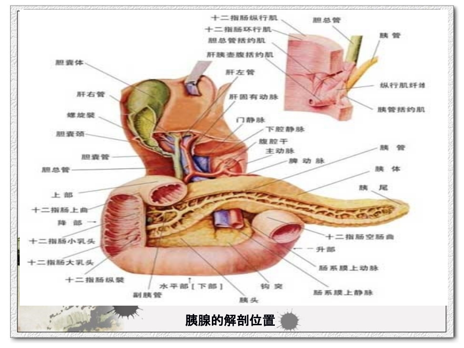 第七节 急性胰腺炎病人的护理_第2页