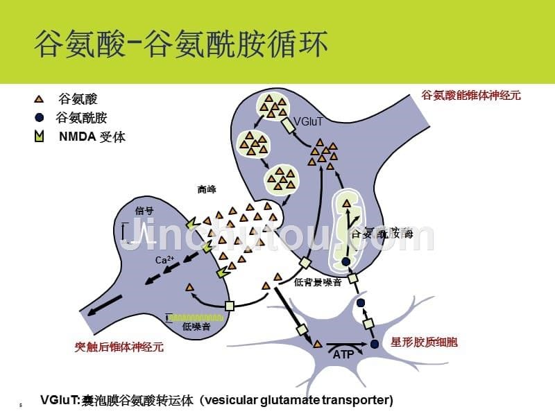 AD治疗新进展_第5页