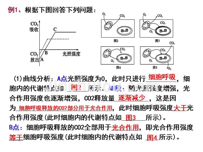 光合作用曲线及点的变化专题备课讲稿_第4页