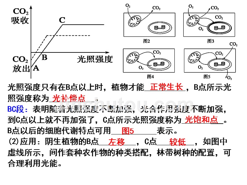 光合作用曲线及点的变化专题备课讲稿_第5页