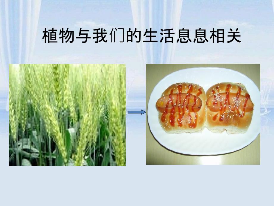 六年级科学上册第四单元生物多样性的意义_第4页