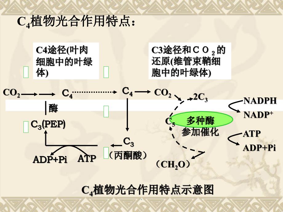 C3植物、C4植物和CAM植物的比较ppt课件_第4页