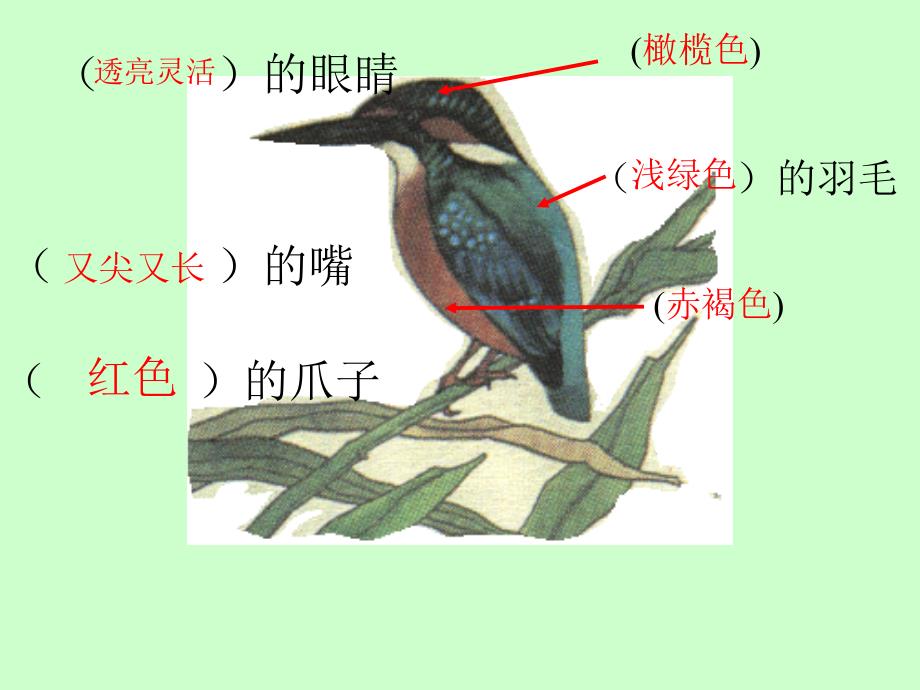 北师大版三年级语文上册《翠鸟》优秀ppt课件_第4页