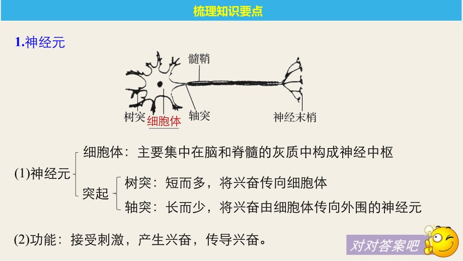 高考生物复习第27讲人和高等动物的神经调节_第5页