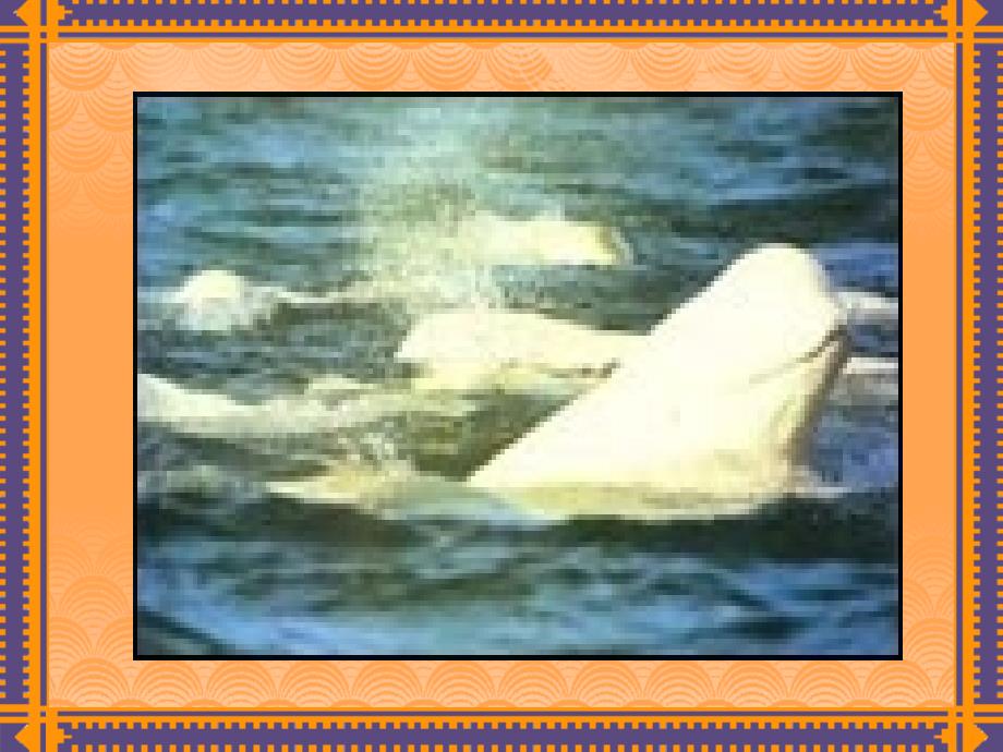 北师大版三年级语文上册《喜爱音乐的白鲸》ppt精品课件_第4页