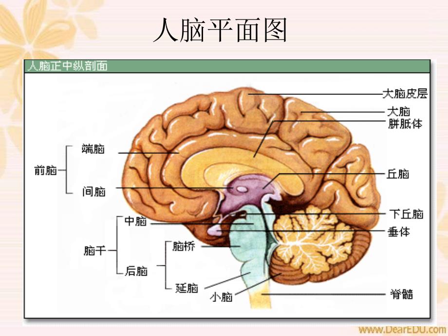 高二政治意识的本质和作用人教.ppt_第2页