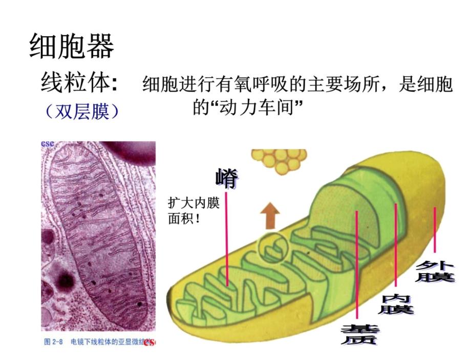 细胞器──系统内的分工合作上课讲义_第3页