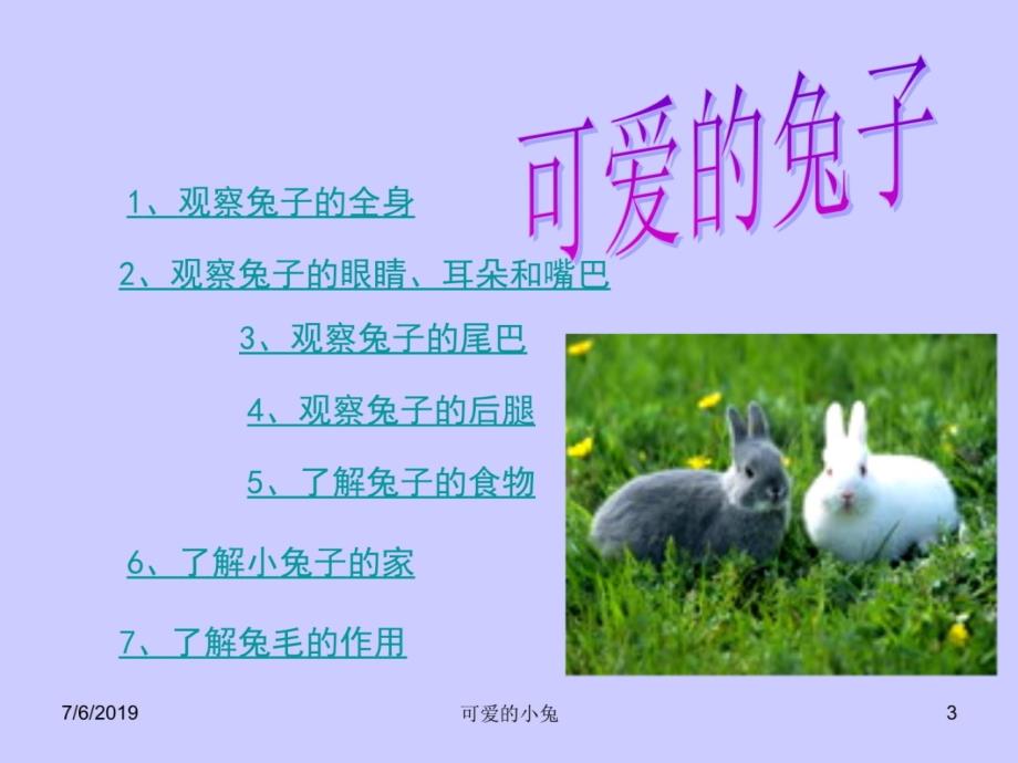 小班科学活动：可爱的兔子幻灯片课件_第3页