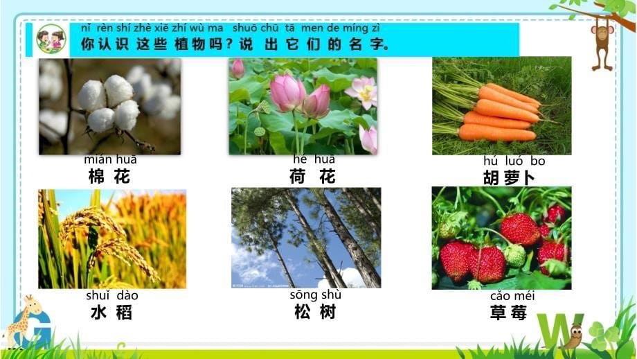 苏教版一年级下册科学第四单元《多姿多彩的植物》优秀PPT课件_第5页