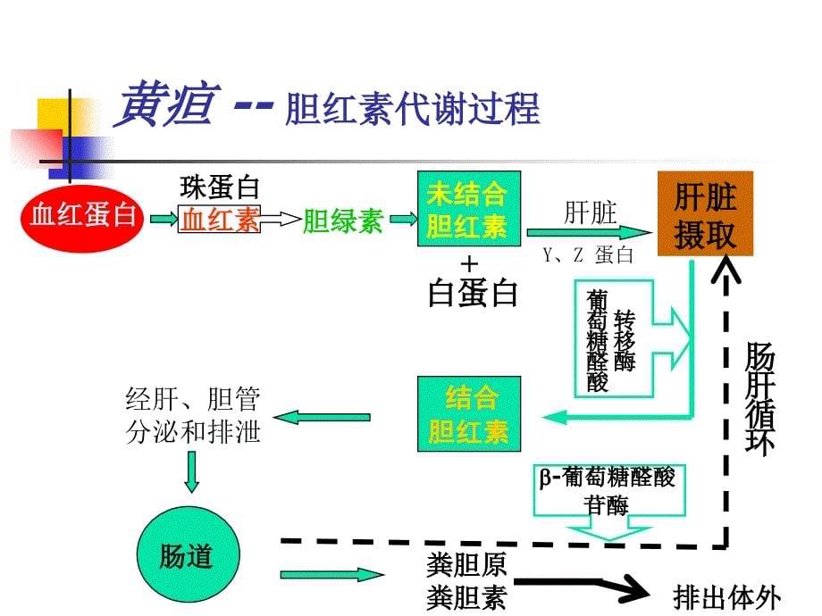 新生儿黄疸-新进展教案资料_第5页