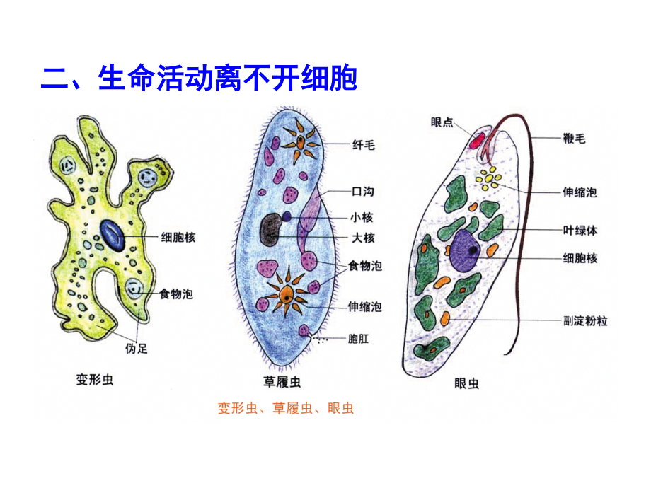 高中三年级生物第一轮复习_必修一全套课件_(2)_第3页