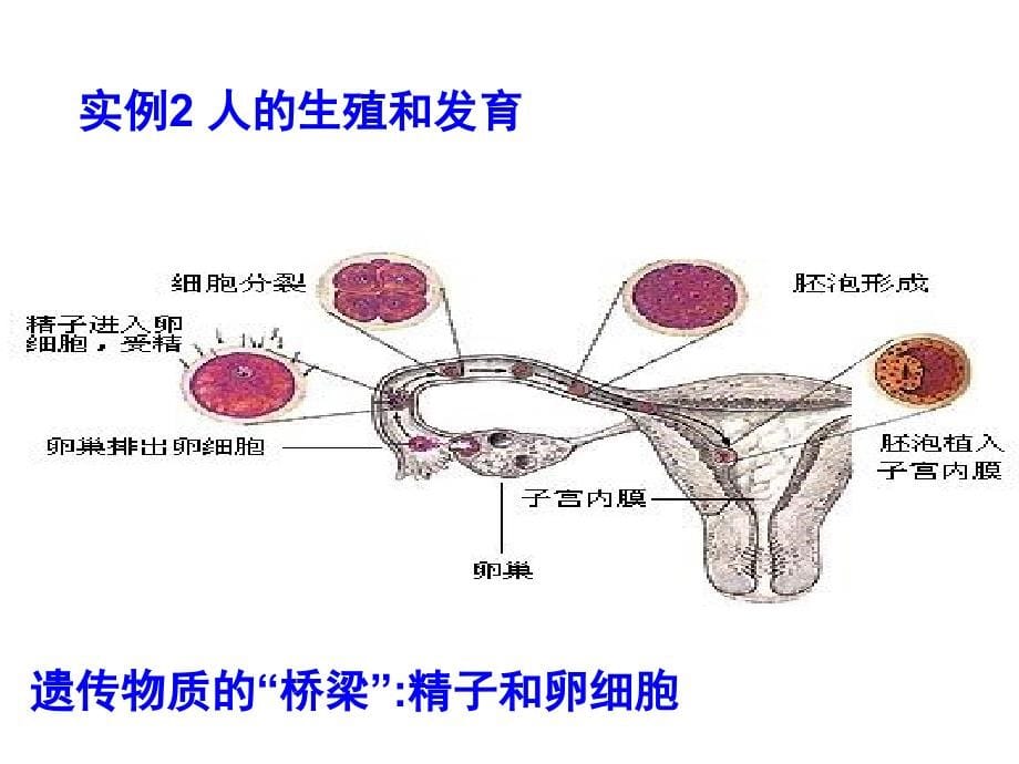 高中三年级生物第一轮复习_必修一全套课件_(2)_第5页